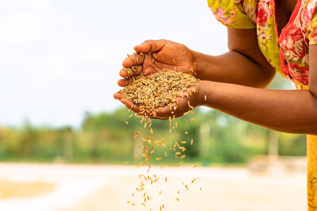 A woman's hands holding a handful of unpolished rice grains gently falling outdoors.